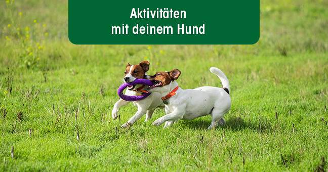 Tier, Hund, Säugetier, Haustier