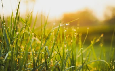 Gras, Grün, Vegetation, Grünland, Im Freien