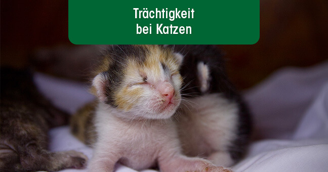 Tier, Katze, Kätzchen, Säugetier, Haustier