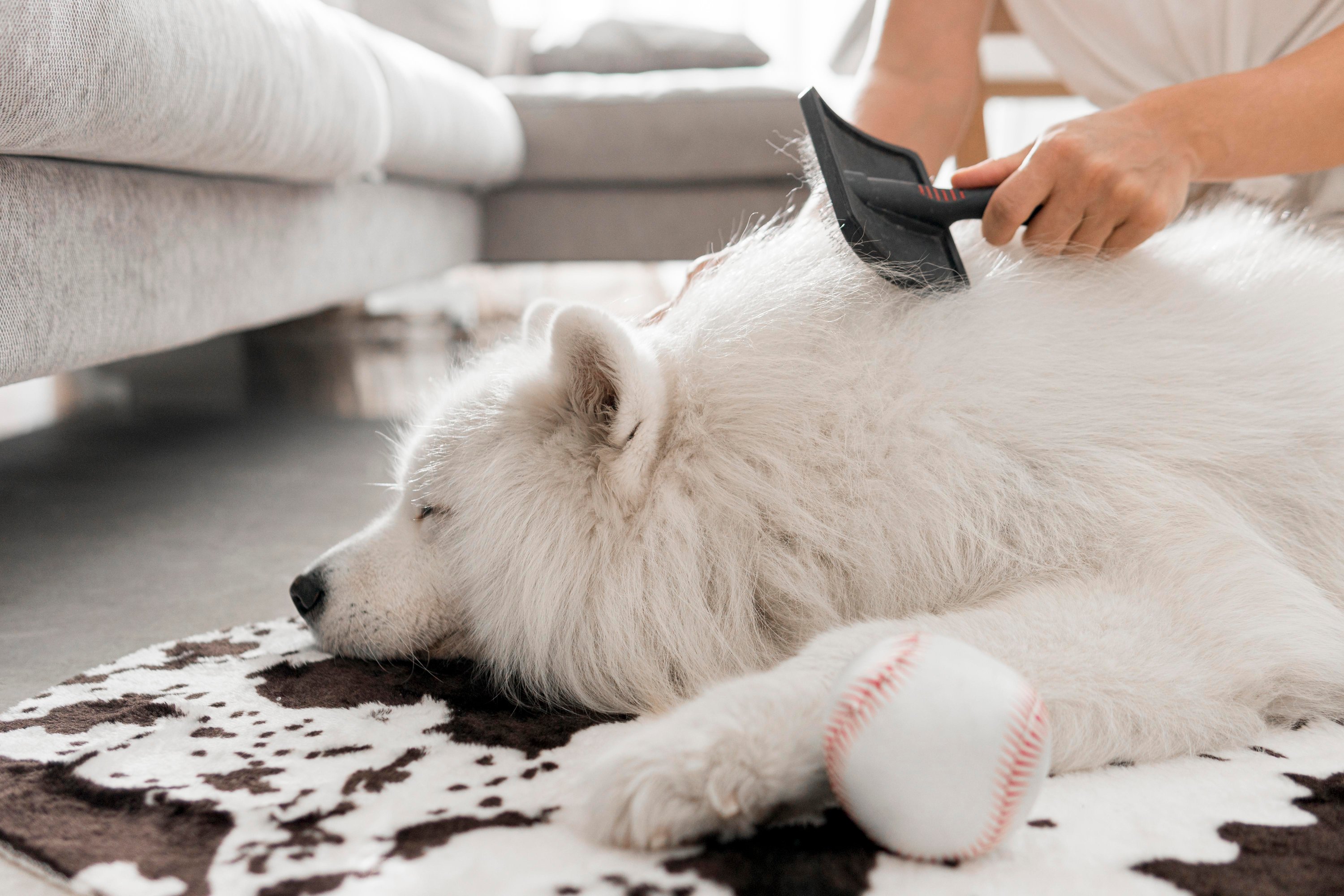 Baseball (Ball), Sport, Hund, Weißer Hund