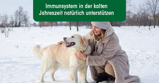 Hund, Golden Retriever, Erwachsener, Person, Frau