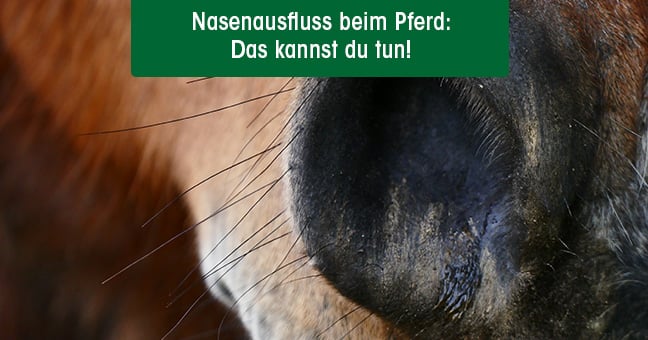 Schnauze, Tier, Bär, Säugetier, Tierwelt