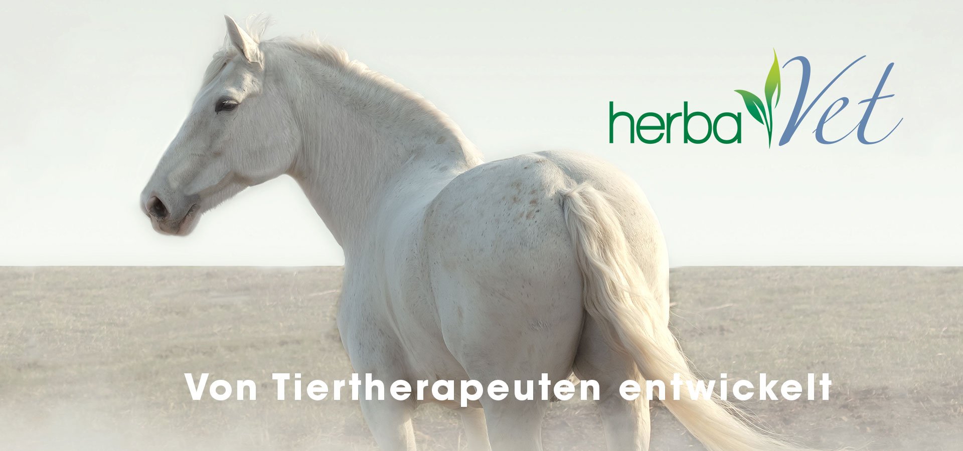 Tier, Pferd, Säugetier, Hengst, Colt Horse