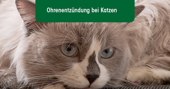 Schnauze, Katze, Säugetier, Haustier, Kätzchen