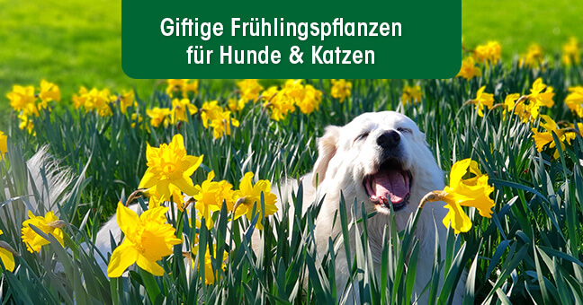 Narzisse, Blume, Pflanze, Hund, Draußen