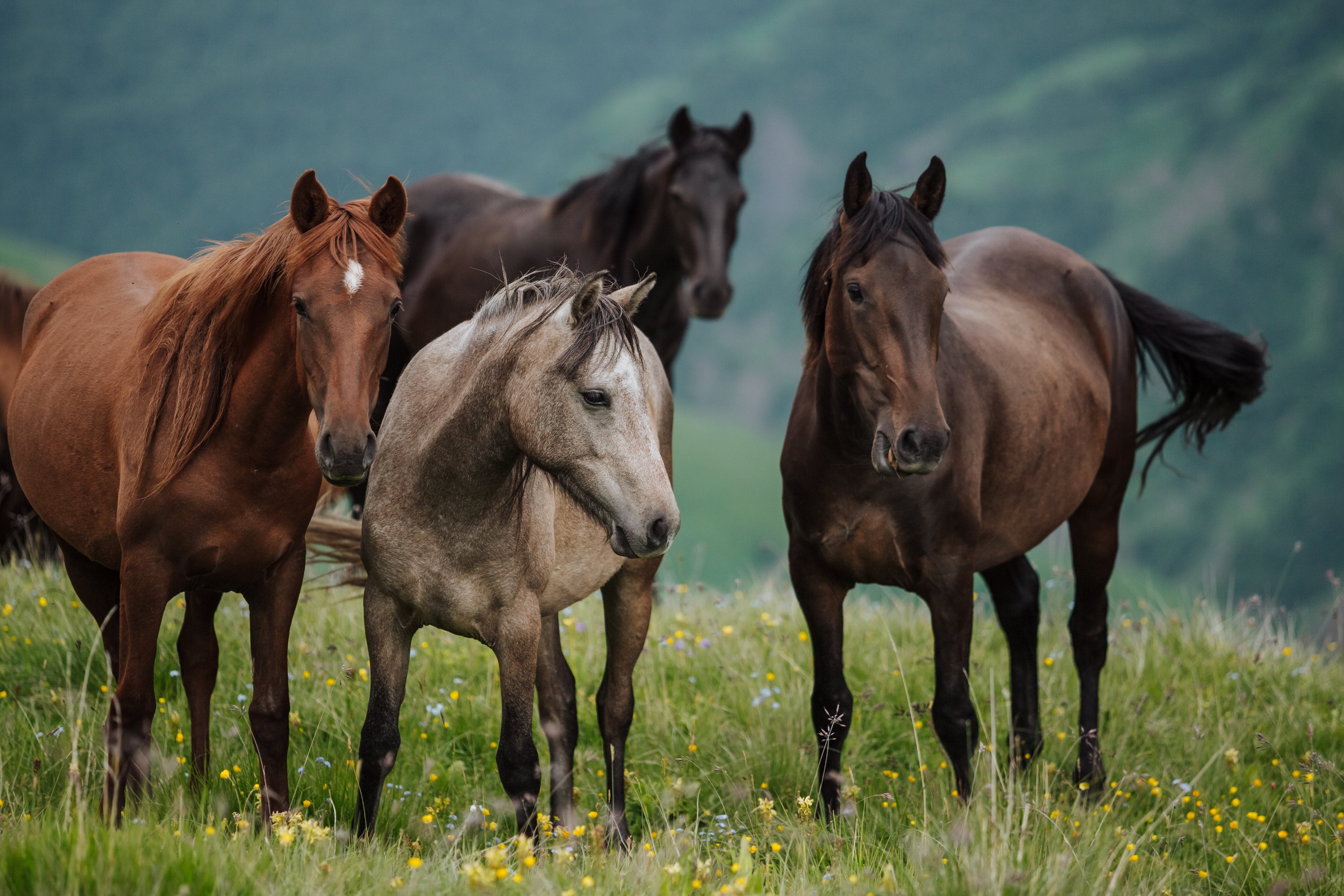 horses-field-horses-mountains