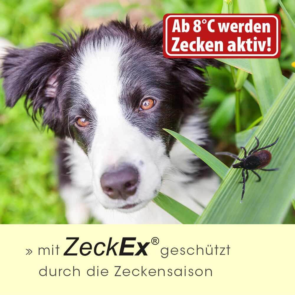 ZeckEx 20 ml