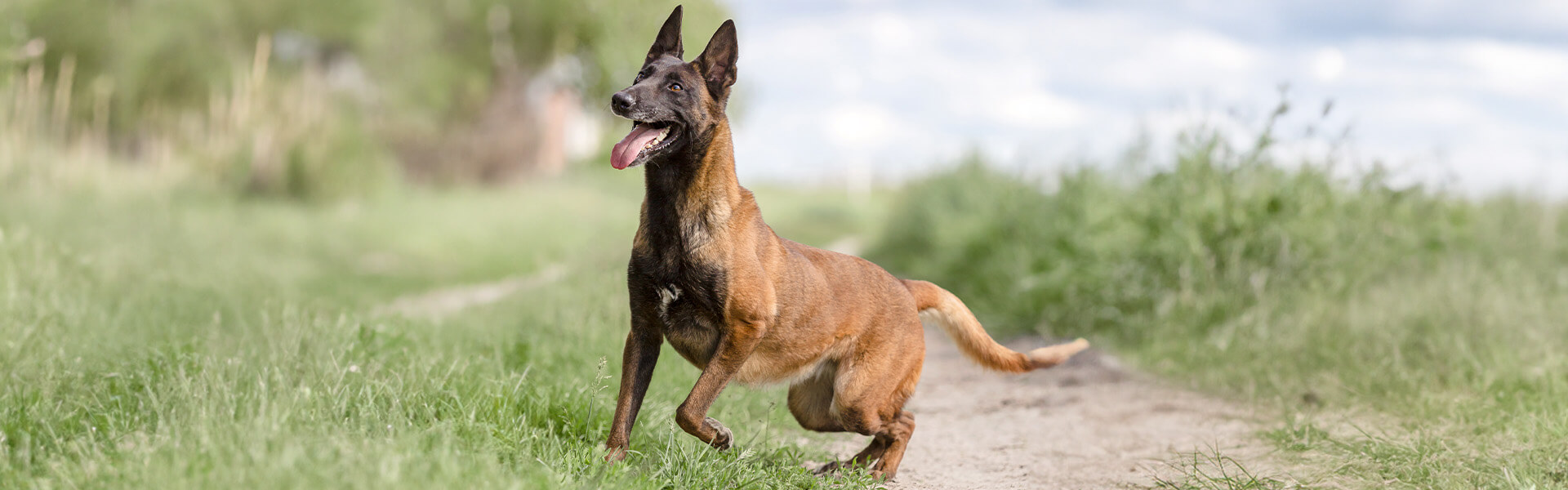 Hund, Säugetier, Haustier, Deutscher Schäferhund