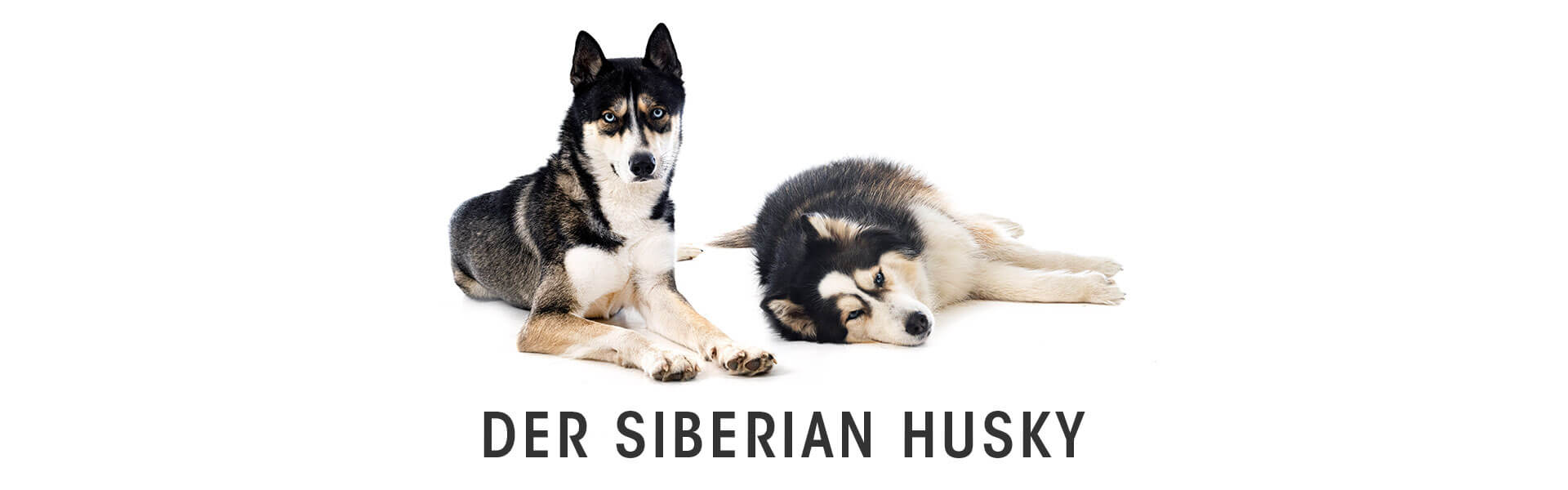 Tier, Hund, Husky, Haustier