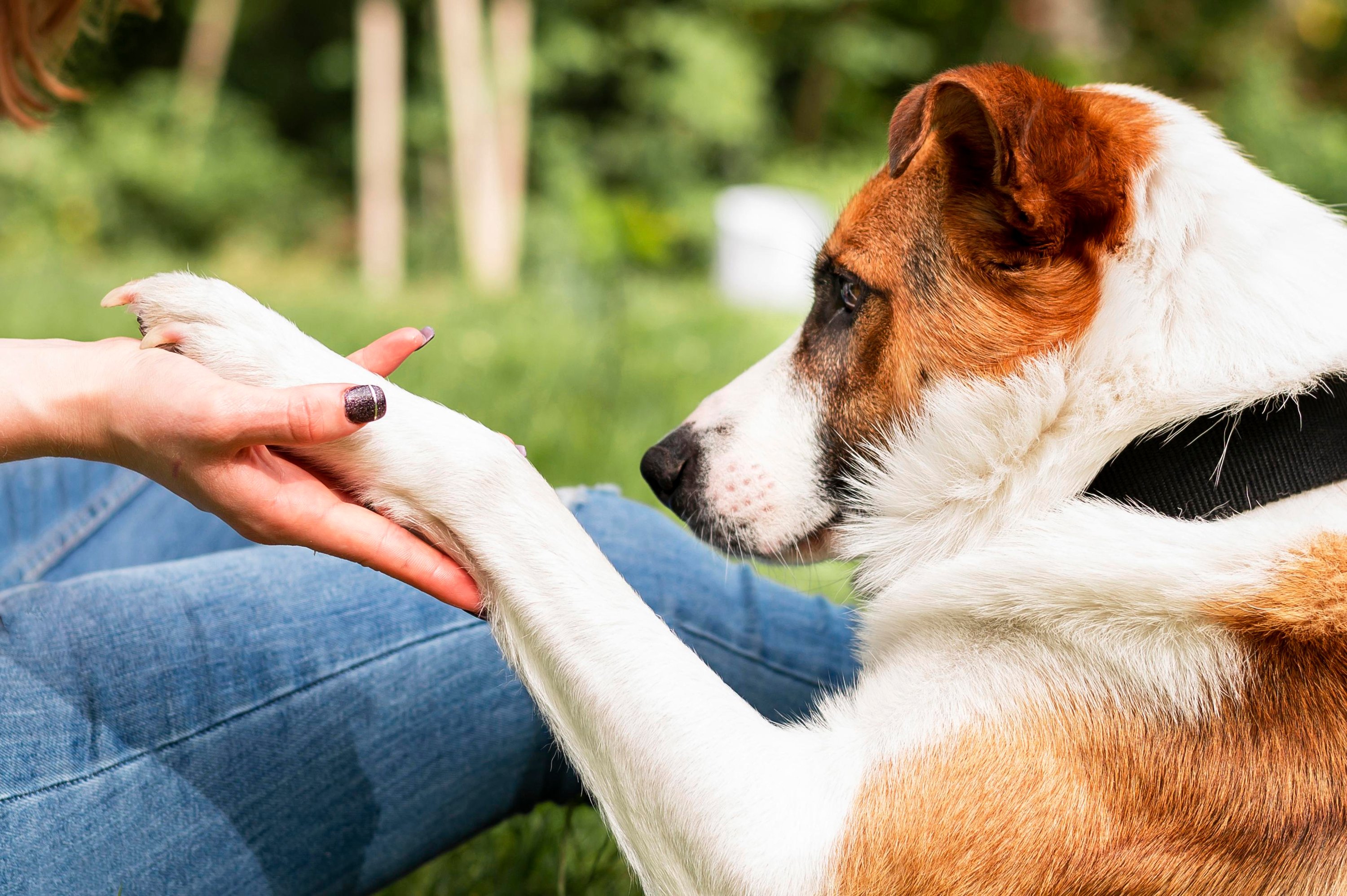 Finger, Hand, Person, Hund, Haustier