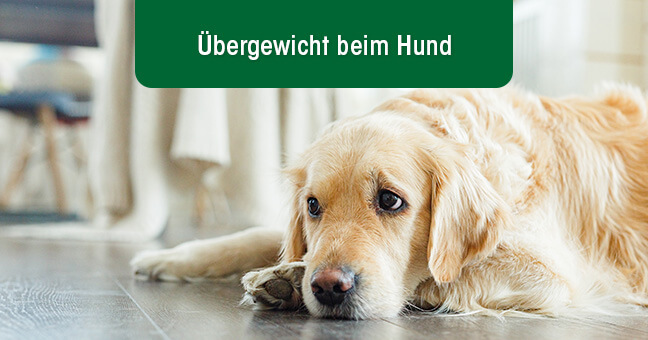 Tier, Hund, Golden Retriever, Haustier