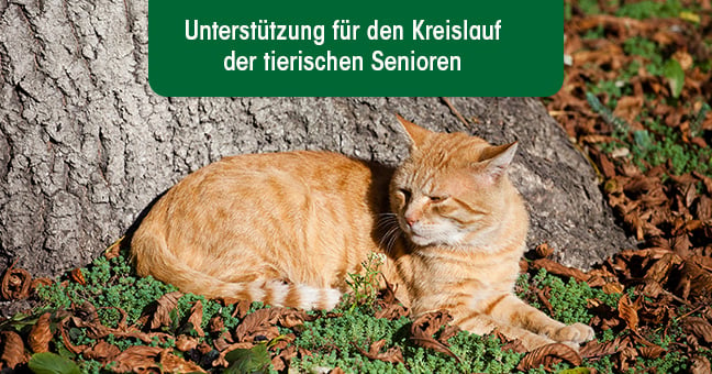 Tier, Katze, Säugetier, Männchen, Haustier