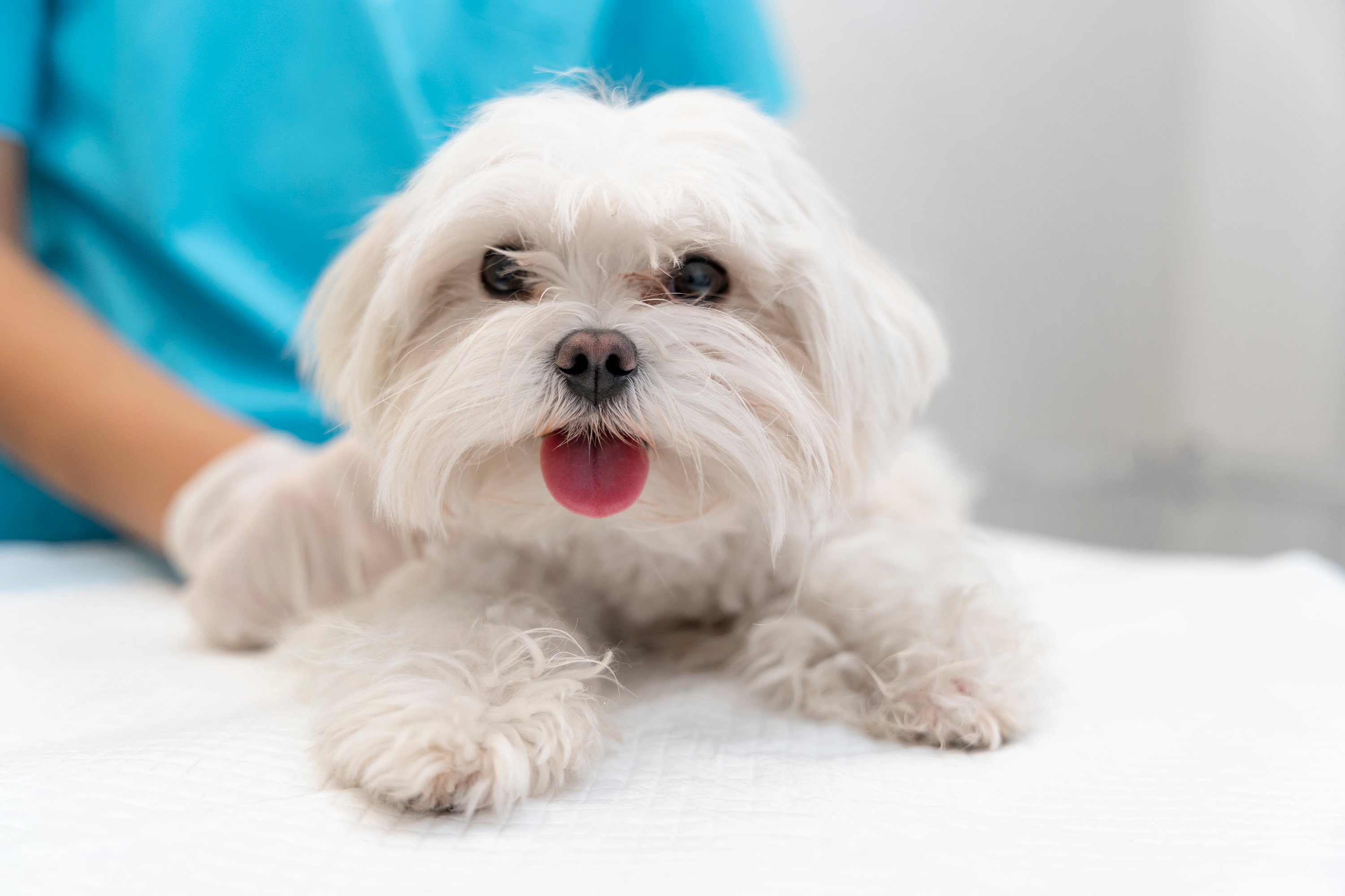 close-up-veterinarian-taking-care-pet