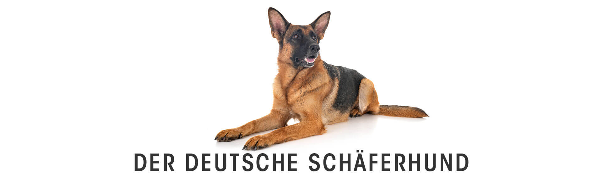 Hund, Deutscher Schäferhund, Säugetier, Haustier