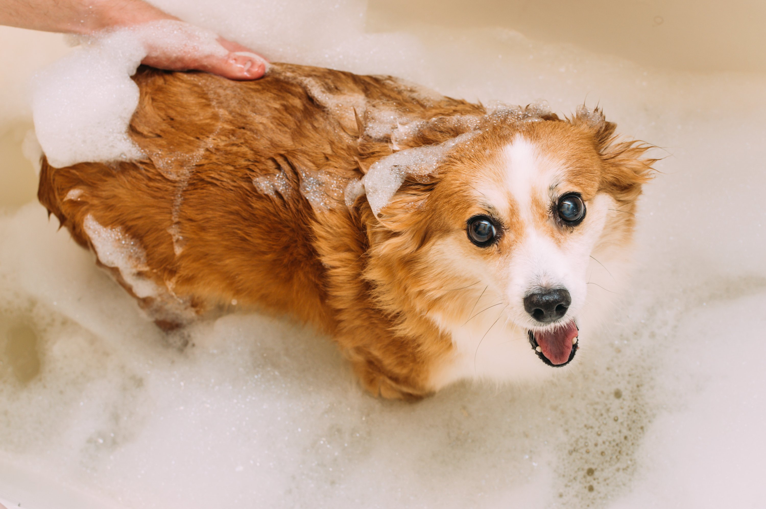 portrait-happy-dog-foam-bathtub-owner-washes-dog