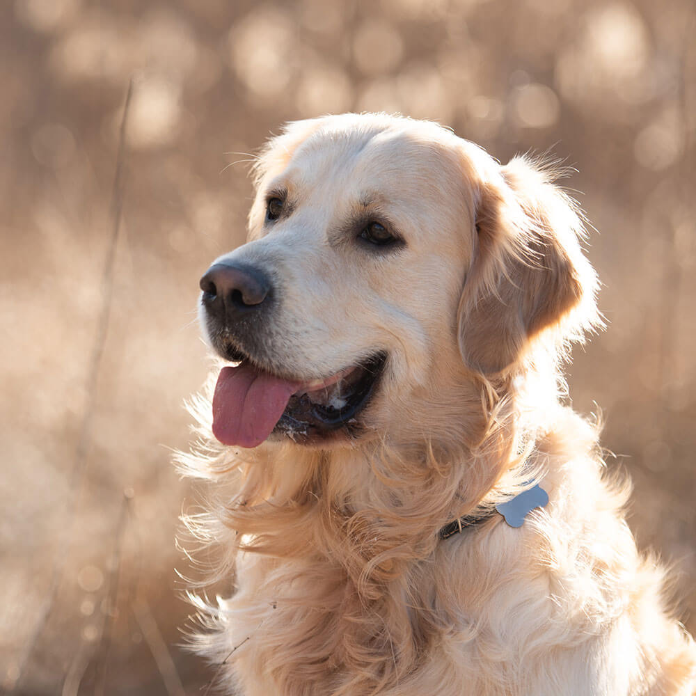 Tier, Hund, Haustier, Golden Retriever