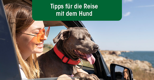 Hund, Haustier, Person, Zubehör, Sonnenbrille