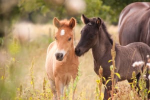 Tier, Colt Horse, Pferd, Säugetier, Fohlen