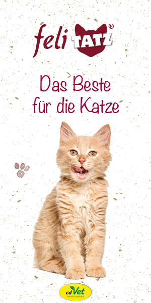 Tier, Katze, Kätzchen, Säugetier, Haustier