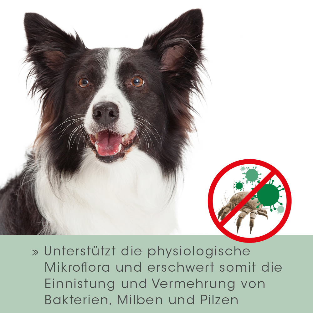 Tier, Hund, Säugetier, Haustier