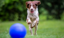 Sphäre, Gras, Pflanze, Hund, Welpe