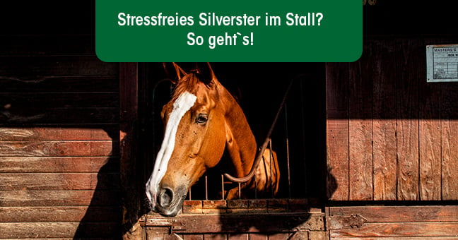 Tier, Colt Horse, Pferd, Säugetier