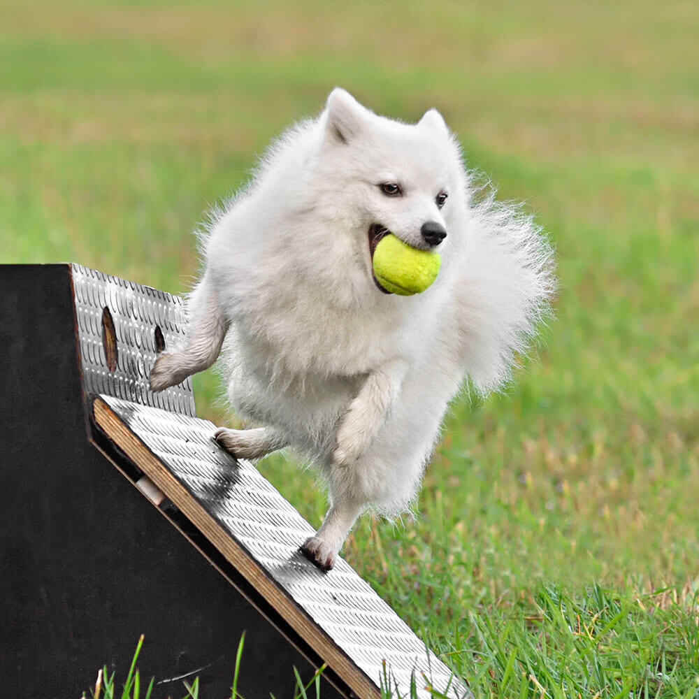 Tennis, Tennisball, Hund, Haustier