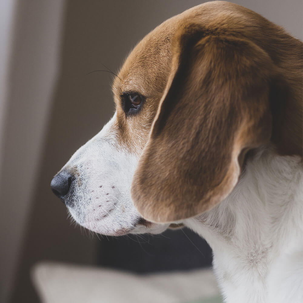 Hund, Beagle, Welpe