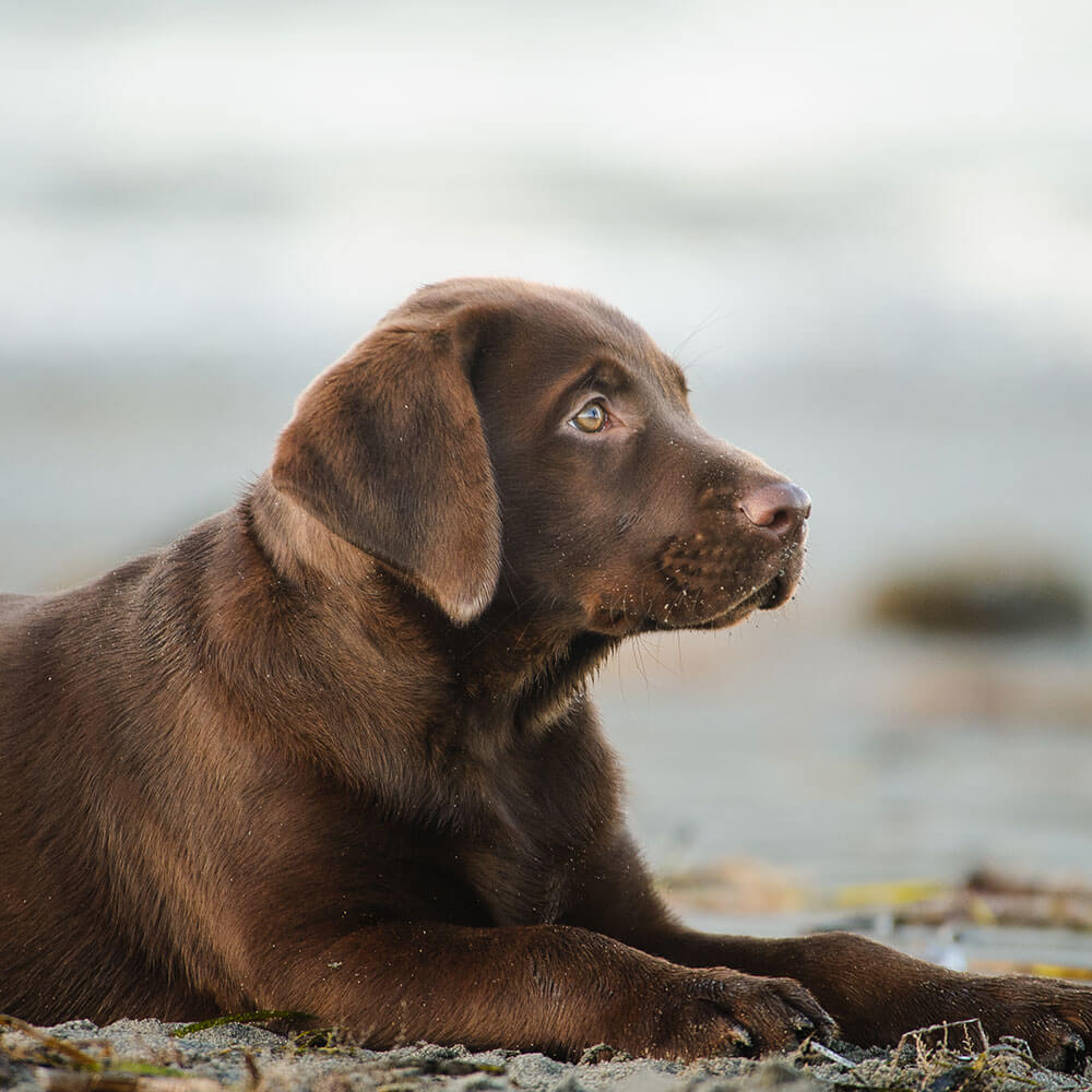 Hund, Labrador Retriever, Haustier, Welpe