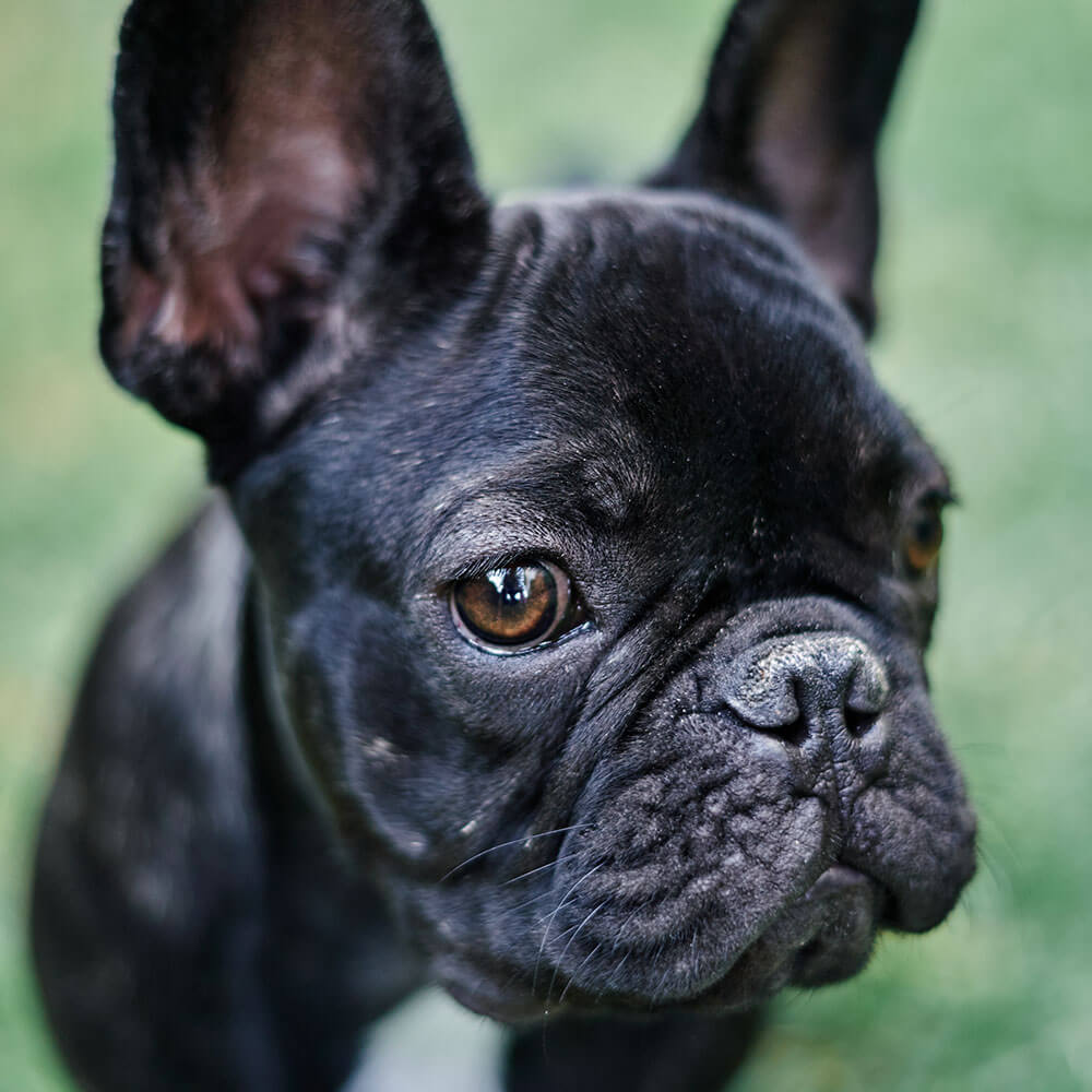 Bulldogge, Hund, Französische Bulldogge, Haustier