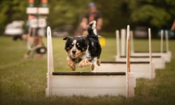 Gras, Hund, Person, Rasen