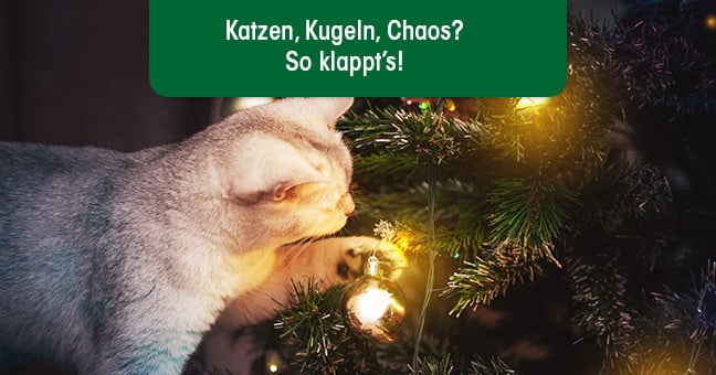 Beleuchtung, Katze, Haustier, Pflanze, Baum