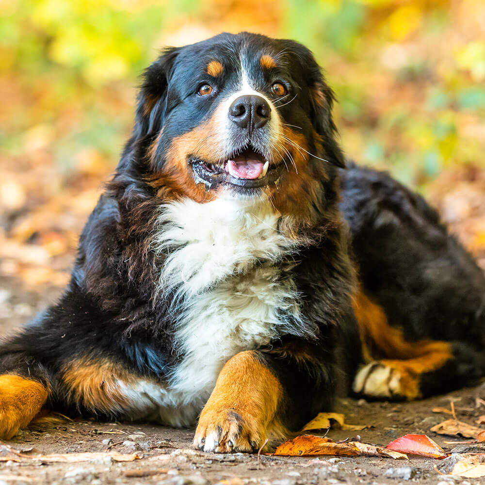 Hund, Säugetier, Haustier, Welpe