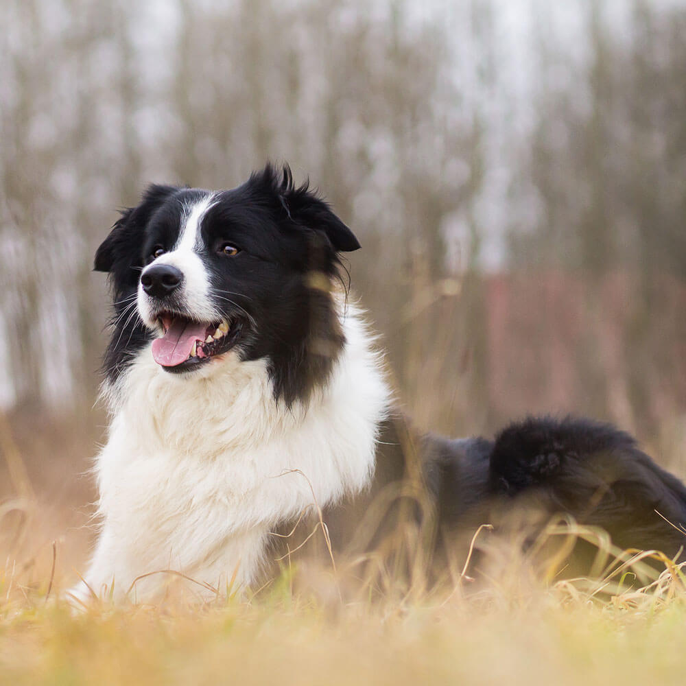 Hund, Haustier, Welpe, Collie