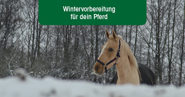 Tier, Colt Horse, Pferd, Säugetier, Hengst