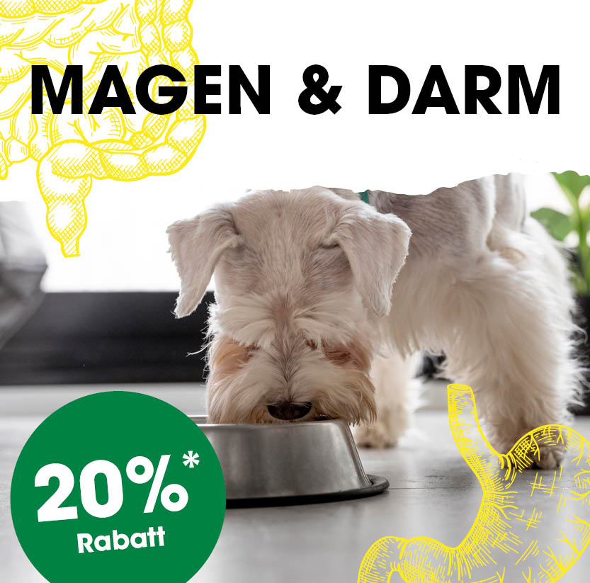 Hund, Säugetier, Haustier, Werbung