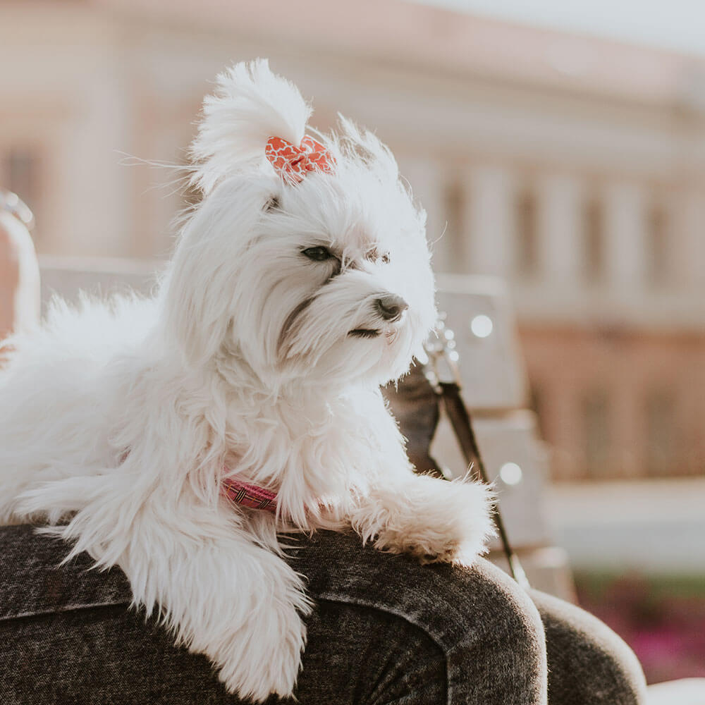 Hund, Haustier, Welpe, Weißer Hund