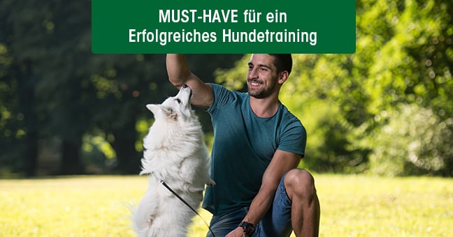 Erwachsener, Männlich, Mann, Person, Hund