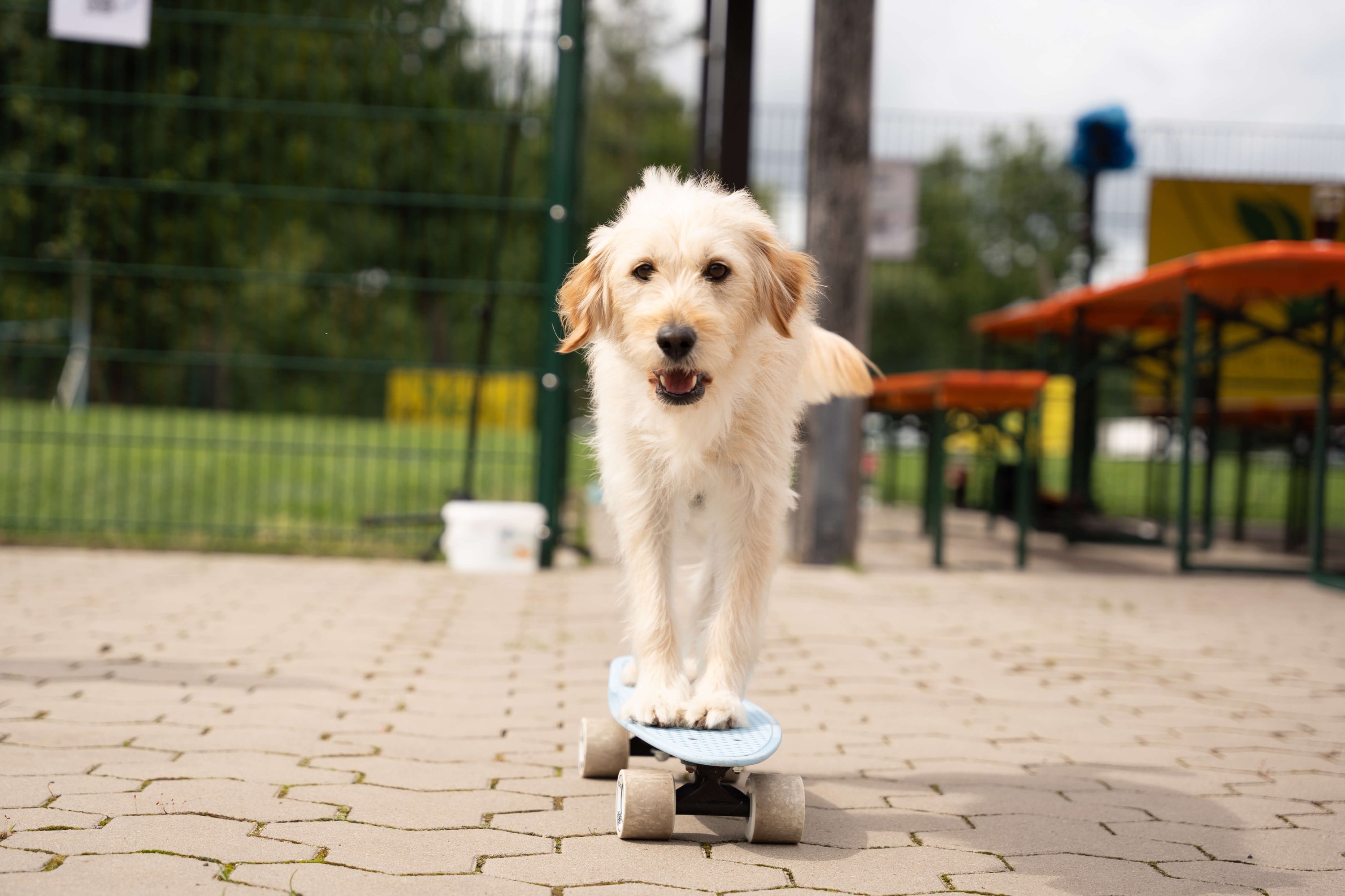 Hund, Welpe, Pfad, Gehweg