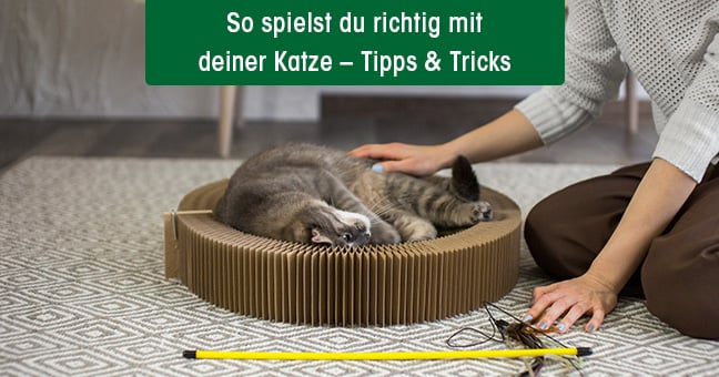 Person, Tier, Katze, Säugetier, Haustier