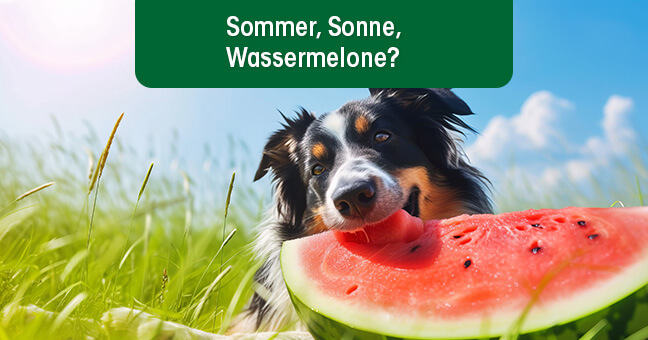 Essen, Obst, Produzieren, Hund, Haustier