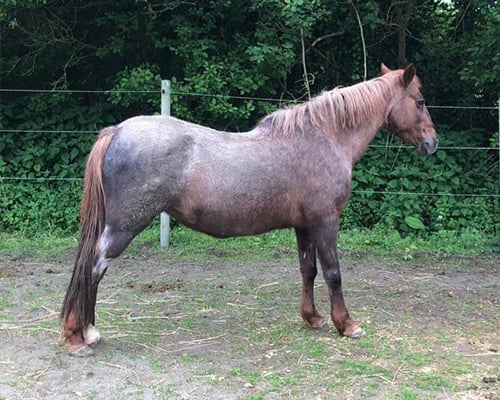 Andalusisches Pferd, Tier, Pferd, Säugetier