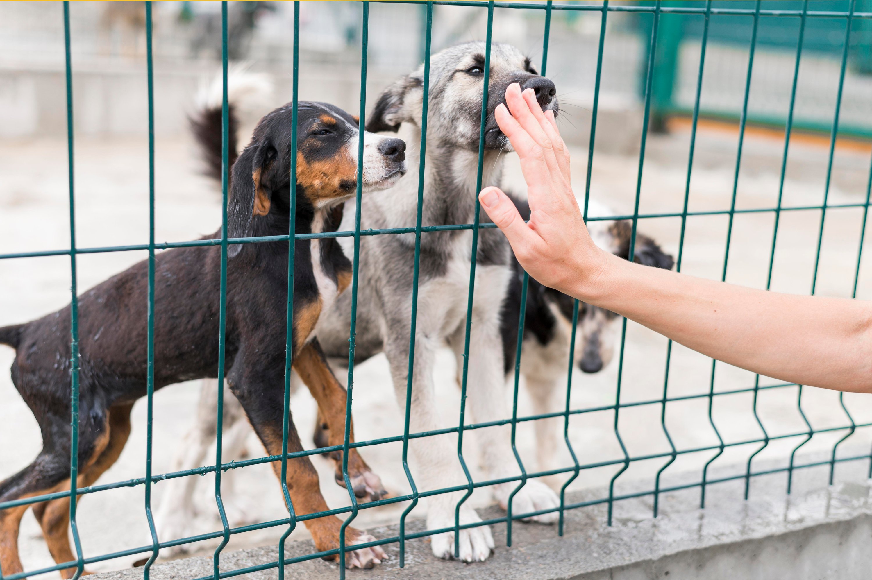 Den, Drinnen, Hund, Säugetier, Haustier