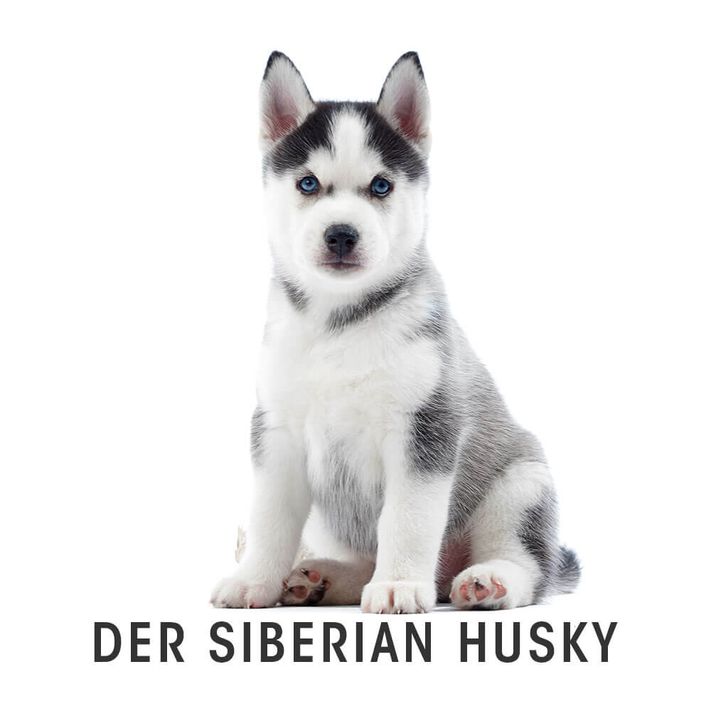 Hund, Husky, Haustier, Welpe