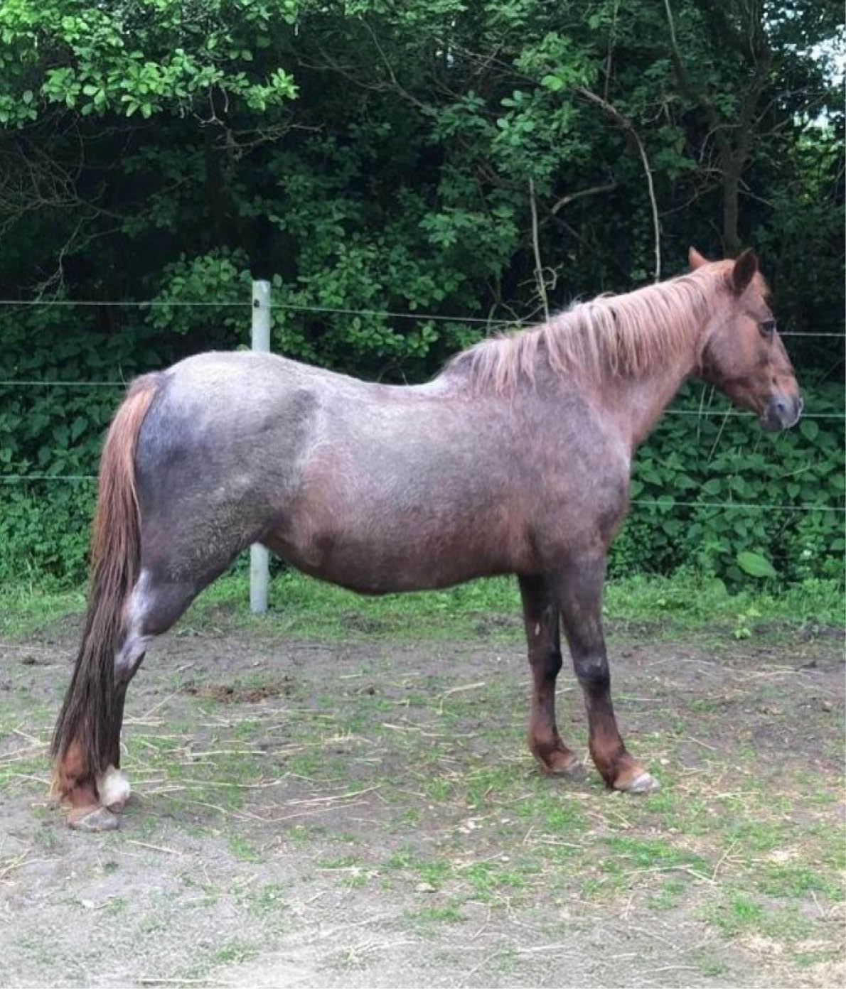 Andalusisches Pferd, Tier, Pferd, Säugetier, Colt Horse