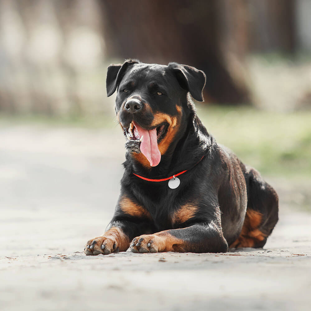 Hund, Säugetier, Haustier, Welpe