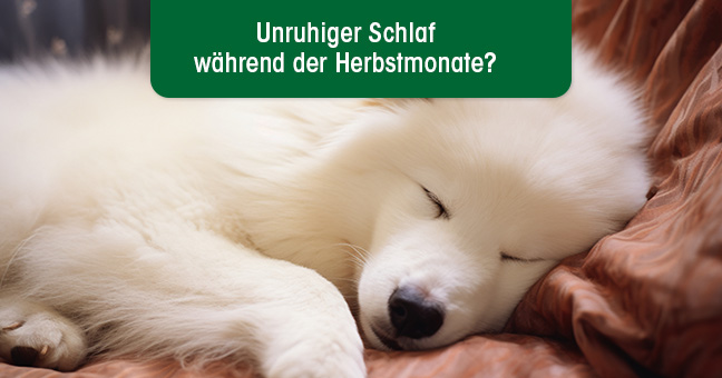 Tier, Hund, Eskimo-Hund, Säugetier