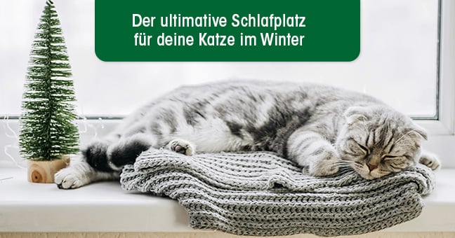 Pflanze, Baum, Katze, Mann, Kätzchen