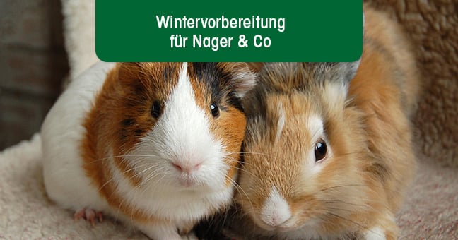 Tier, Säugetier, Ratte, Nagetier