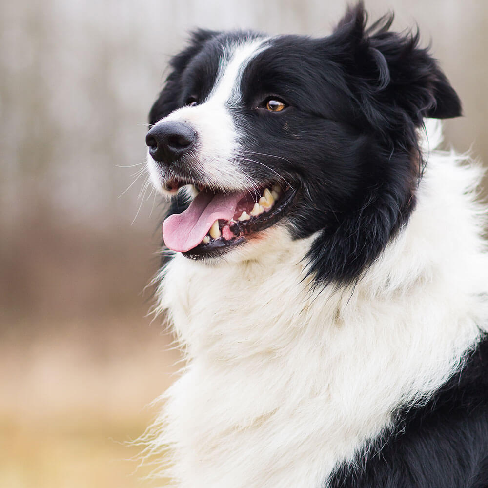 Tier, Hund, Haustier, Collie